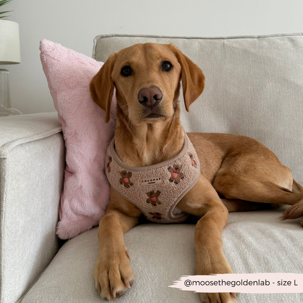 Embroidered Teddy Adjustable Dog Harness product image 12