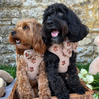 Embroidered Teddy Adjustable Dog Harness product image 14