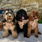 Embroidered Teddy Adjustable Dog Harness product image 16