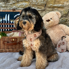 Embroidered Teddy Adjustable Dog Harness product image 18