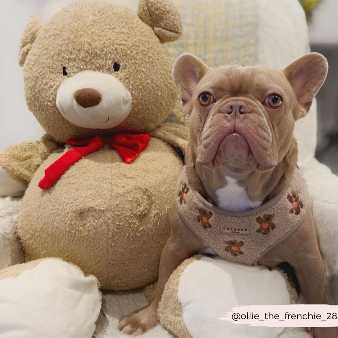 Embroidered Teddy Adjustable Dog Harness product image 26