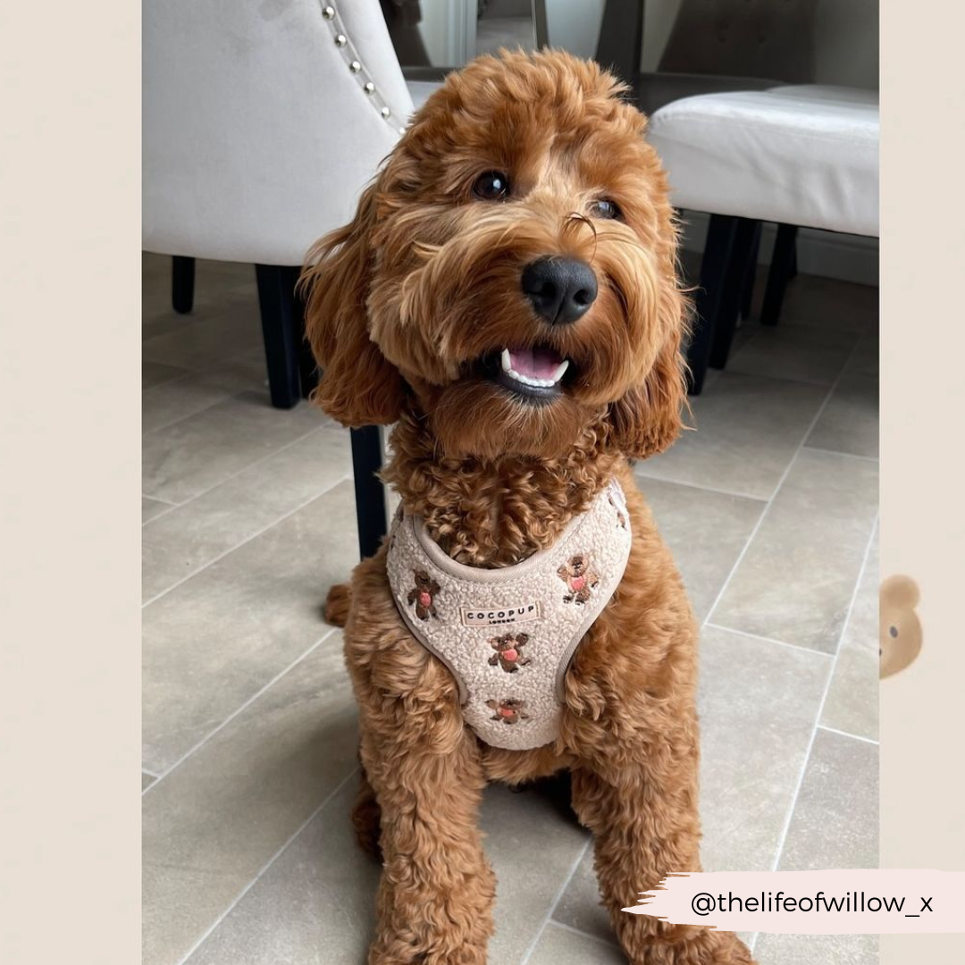 Embroidered Teddy Adjustable Dog Harness product image 27