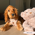 Embroidered Teddy Adjustable Dog Harness product image 28