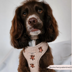 Embroidered Teddy Adjustable Dog Harness product image 29