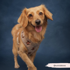Embroidered Teddy Adjustable Dog Harness product image 30