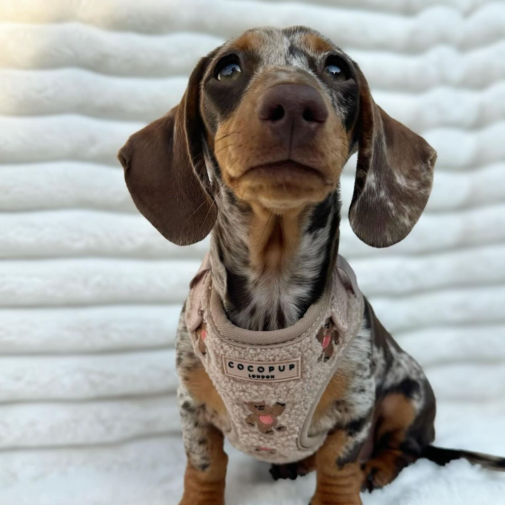 Embroidered Teddy Adjustable Dog Harness product image 32
