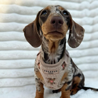 Embroidered Teddy Adjustable Dog Harness product image 32