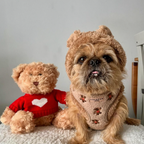 Embroidered Teddy Adjustable Dog Harness product image 33