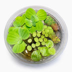 Floating Plant Mix product image 1