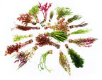 Live Freshwater Aquarium Plant Pack product image 1