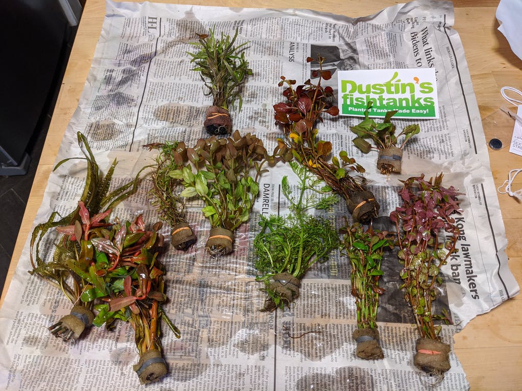 Live Freshwater Aquarium Plant Pack product image 10