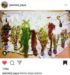 Live Freshwater Aquarium Plant Pack product image 11