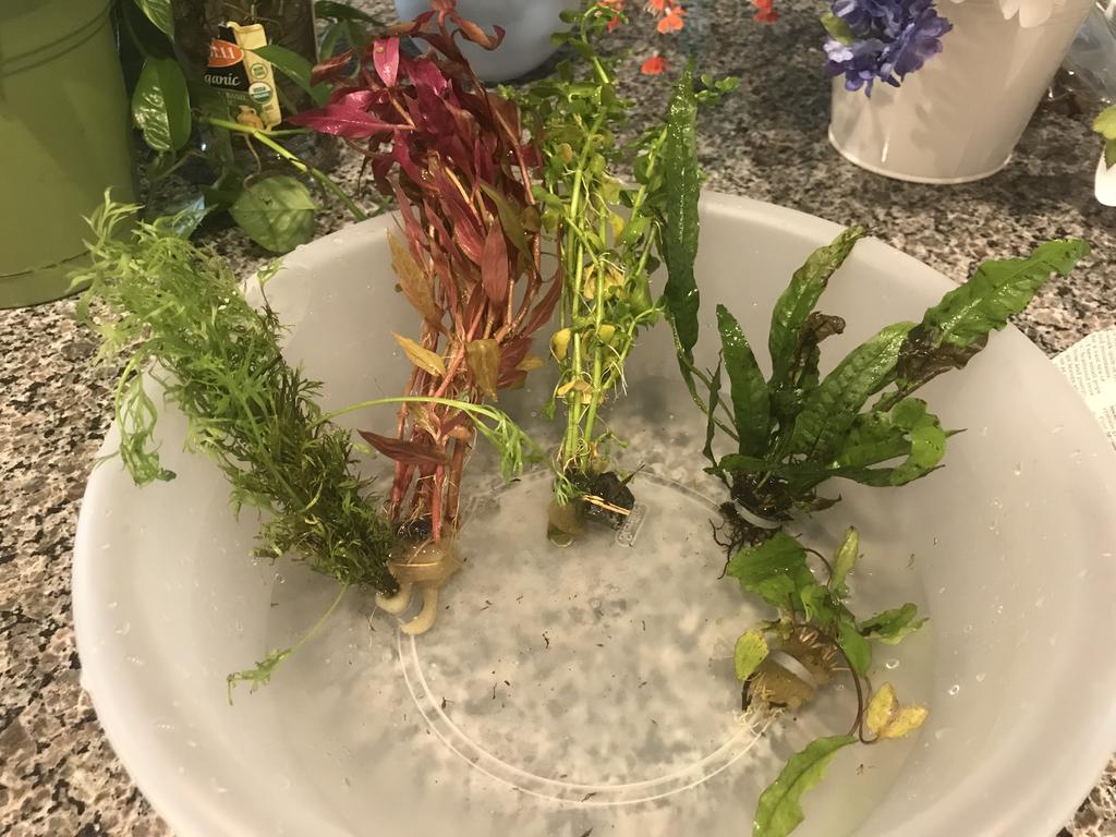 Live Freshwater Aquarium Plant Pack product image 12