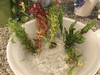 Live Freshwater Aquarium Plant Pack product image 12