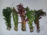 Alina Impressive  First off, got way way more then stated. Second, my goodness do they look good.  I have tried amazon, eBay, aquarium co-op and my local fish store. Nothing were ever too impressive. Not only did i get 4+1 species for 19.95, but there were many of each. Everywhere else I've seen you pay way more for way less.  I will never buy from anyone else!