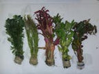 Alina Impressive  First off, got way way more then stated. Second, my goodness do they look good.  I have tried amazon, eBay, aquarium co-op and my local fish store. Nothing were ever too impressive. Not only did i get 4+1 species for 19.95, but there were many of each. Everywhere else I've seen you pay way more for way less.  I will never buy from anyone else!