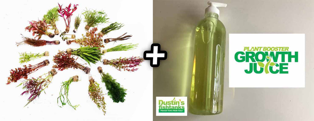 Live Freshwater Aquarium Plant Pack product image 14