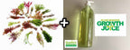 Live Freshwater Aquarium Plant Pack product image 14