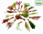 Live Freshwater Aquarium Plant Pack product image 15