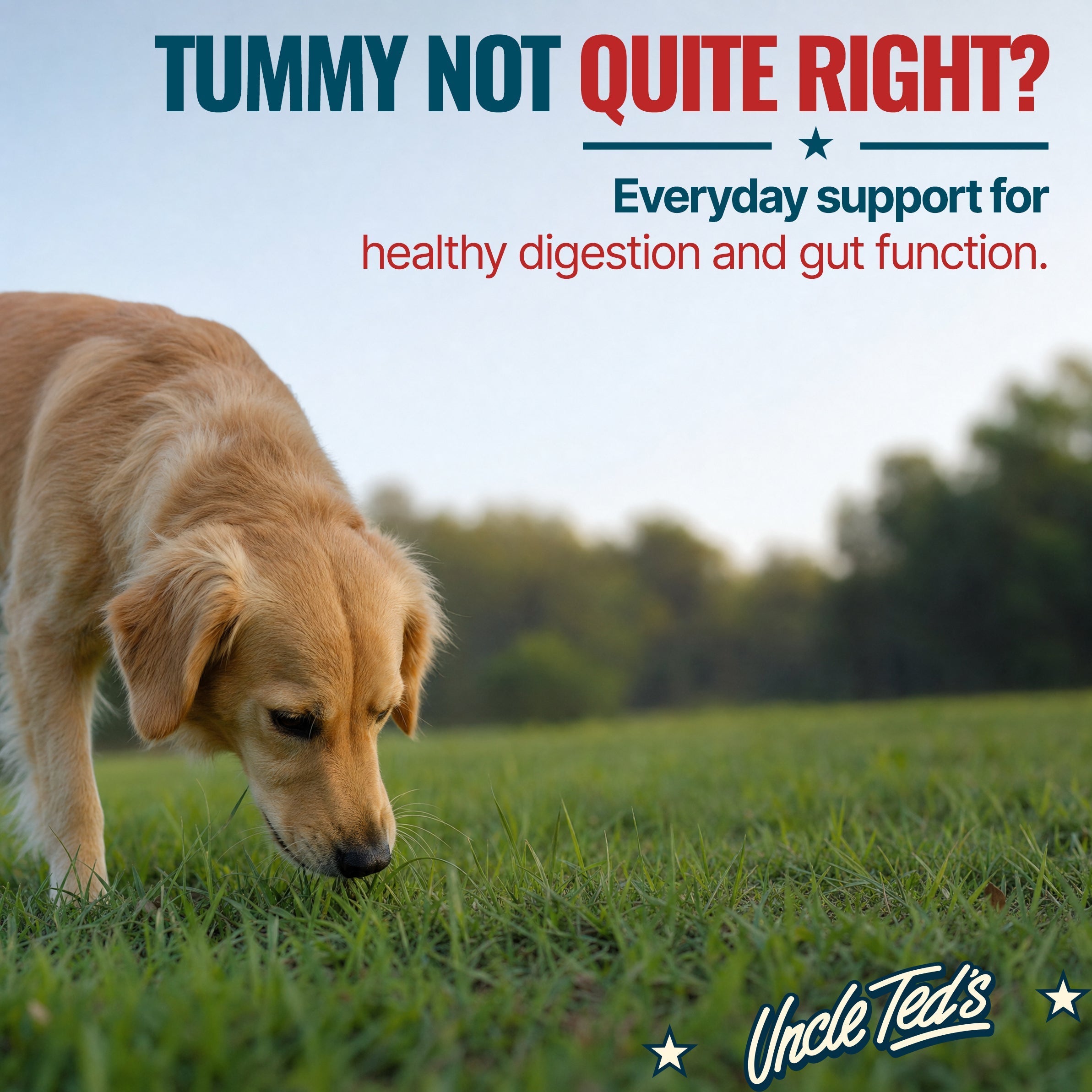 Uncle Ted's Daily Canine Chews - 2 Month Supply