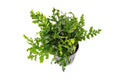 Aquarium Plant product image 1