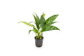 Live Aquarium Plant product image 1