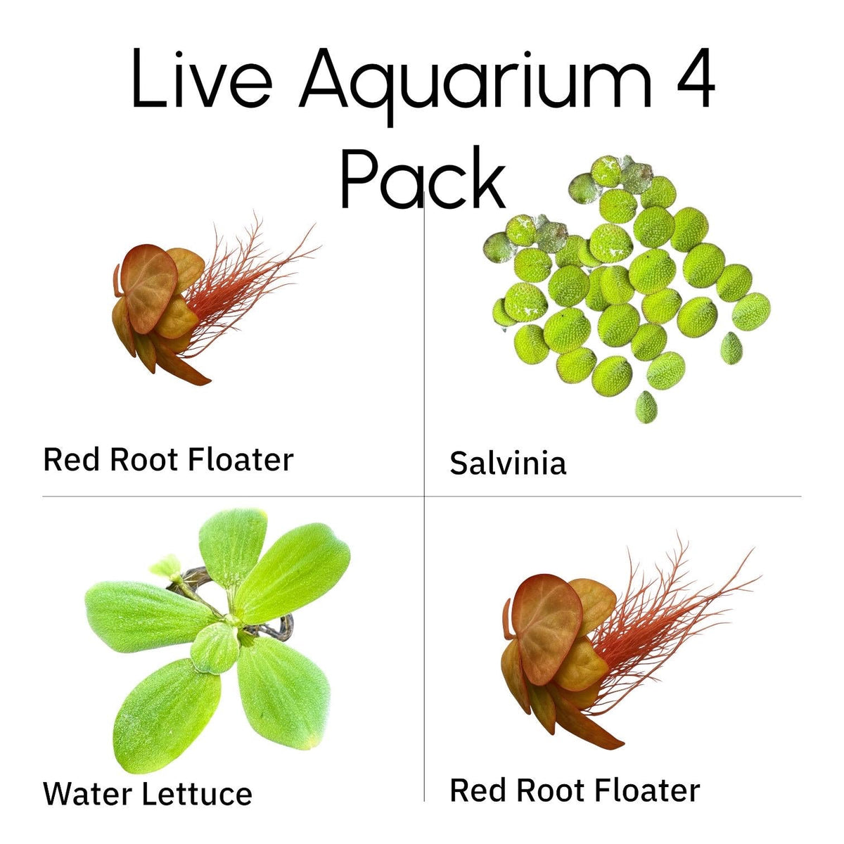 Live Floating Plants product image 1