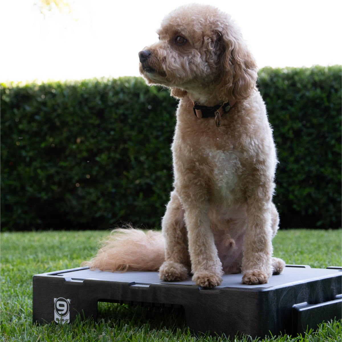 Pet Training Platform product image 7