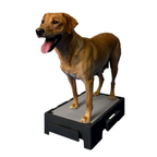 Pet Training Platform product image 10