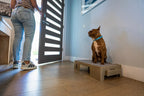Pet Training Platform product image 11