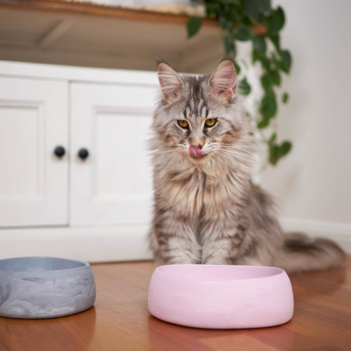 Cat Bowl product image 2