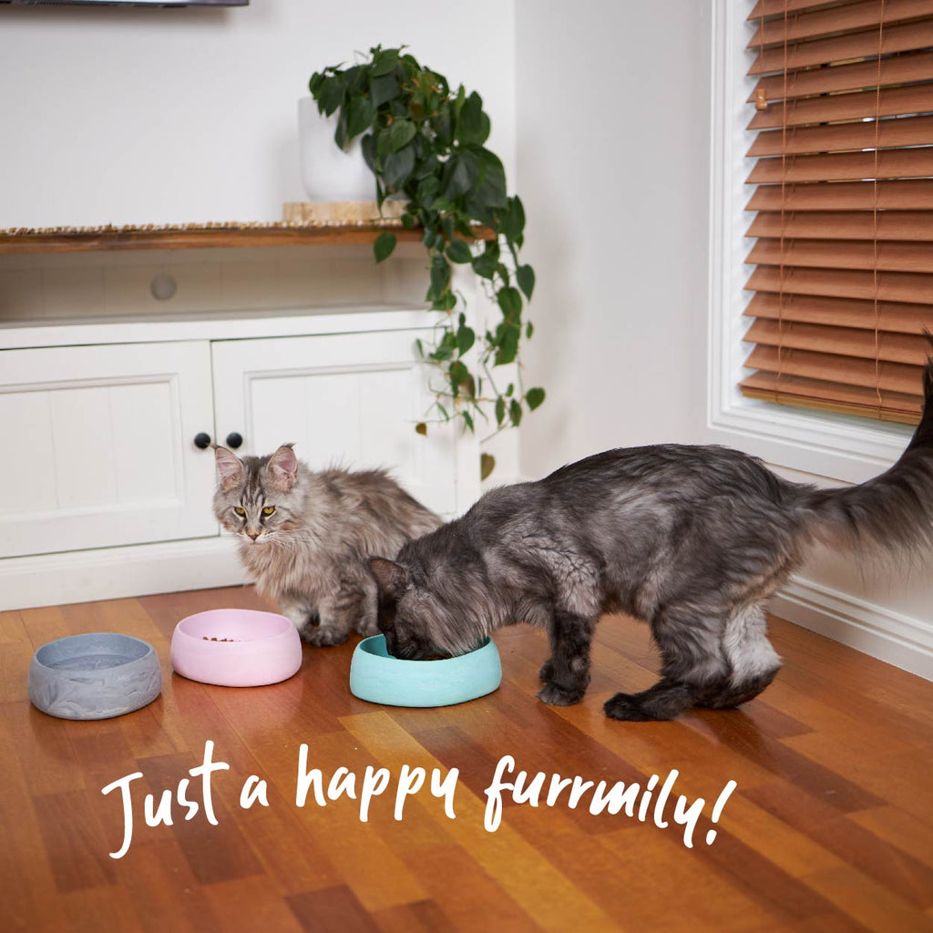 Cat Bowl product image 3