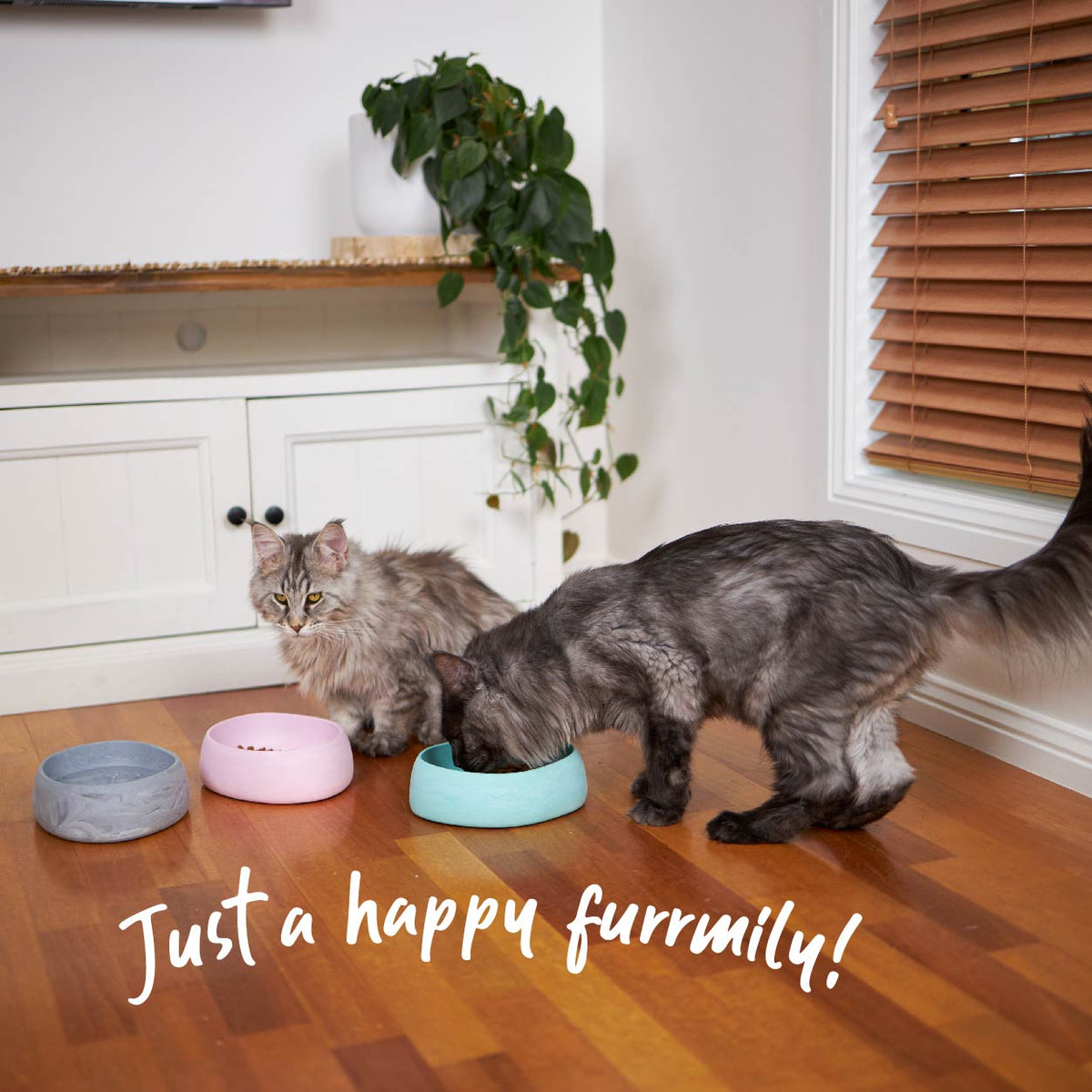 Cat Bowl product image 3