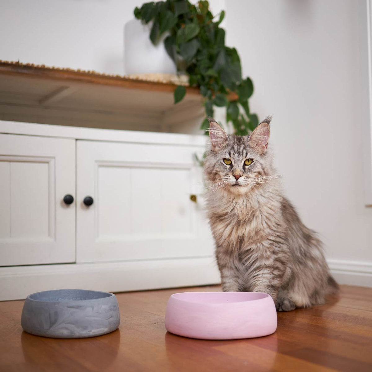 Cat Bowl product image 7