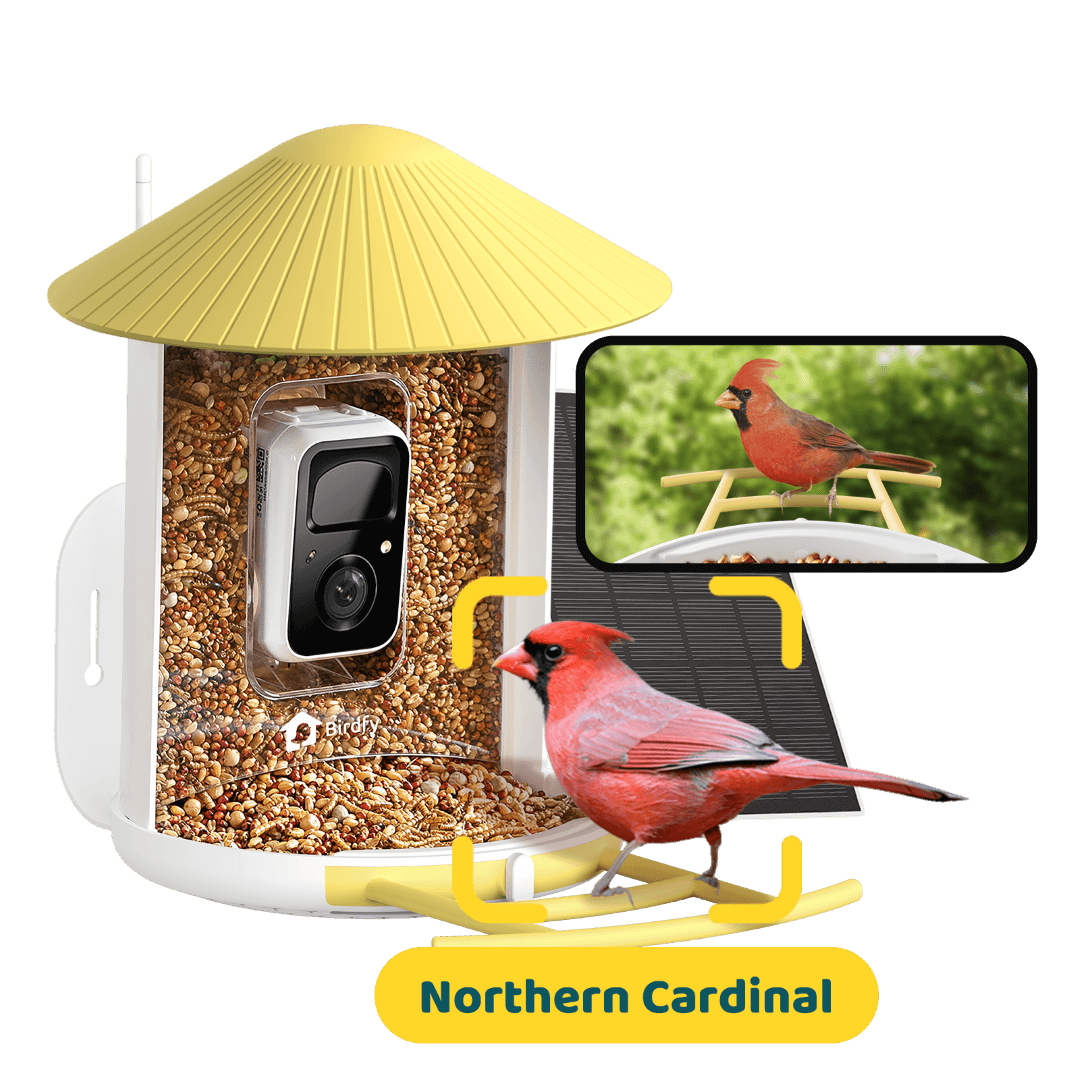 Smart Bird Feeder product image 15