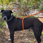 Dog Training Aid product image 1