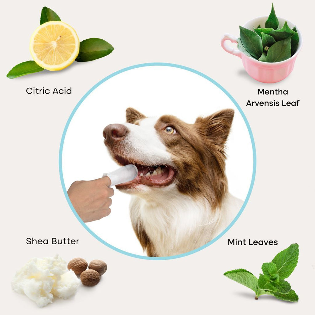 Pet Dental Wipes product image 5