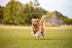 Pet Salmon Oil product image 2