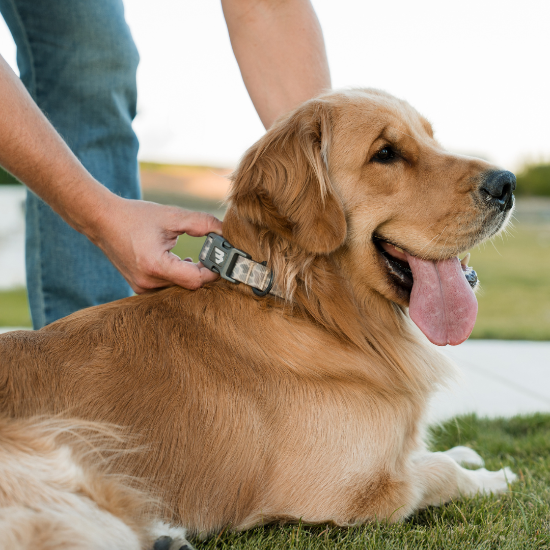 Dog Collar product image 3