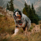 Portable Dog Bowl Bandana product image 3