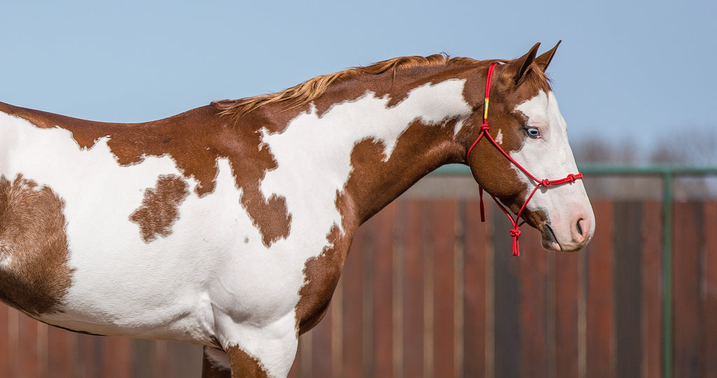 Horse Halter product image 2