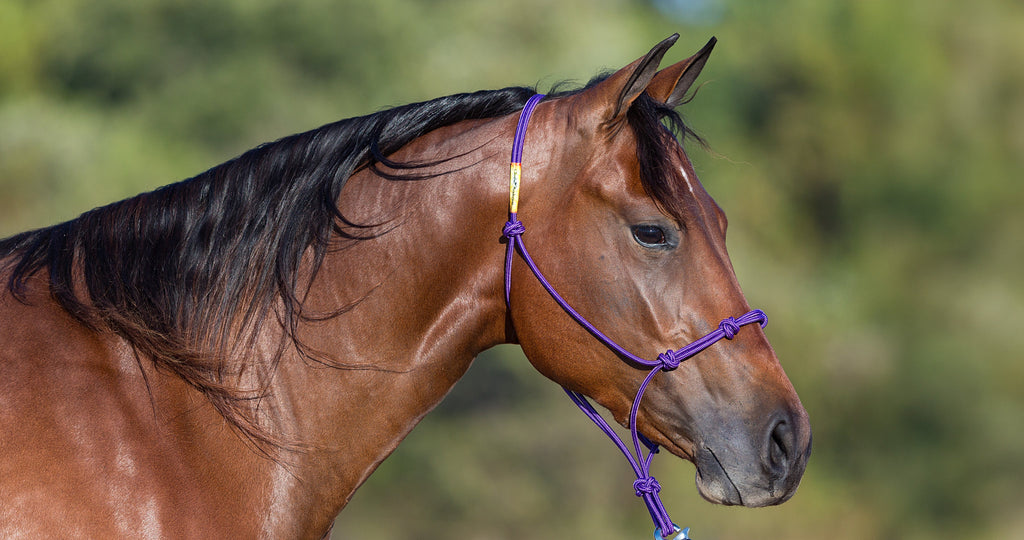 Horse Halter product image 3