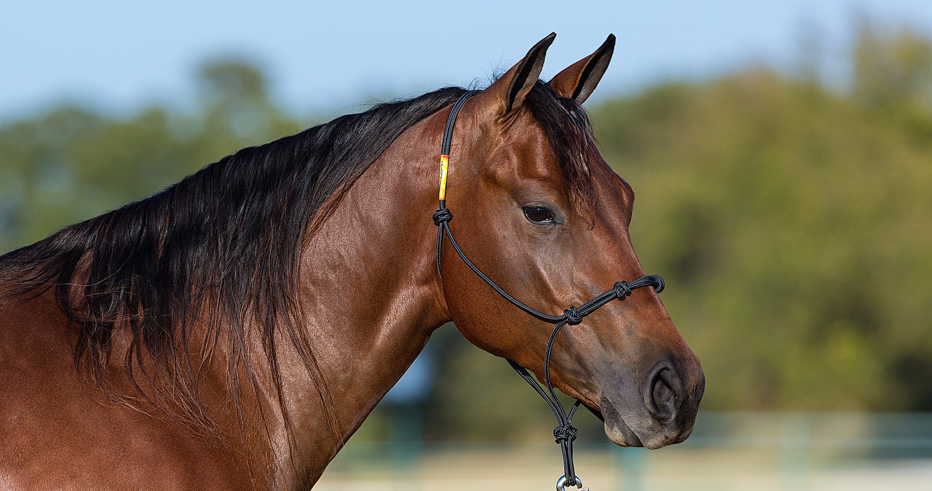 Horse Halter product image 4