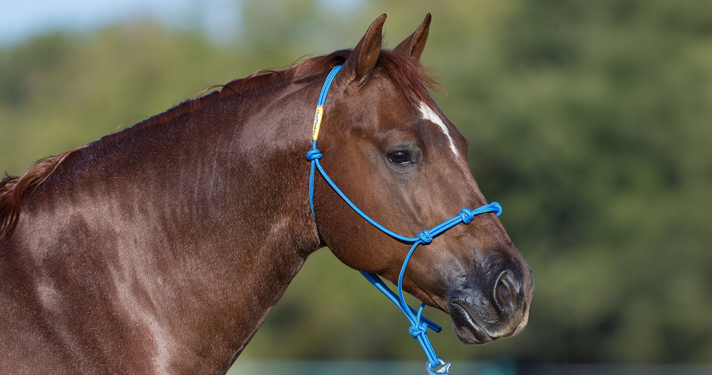 Horse Halter product image 5