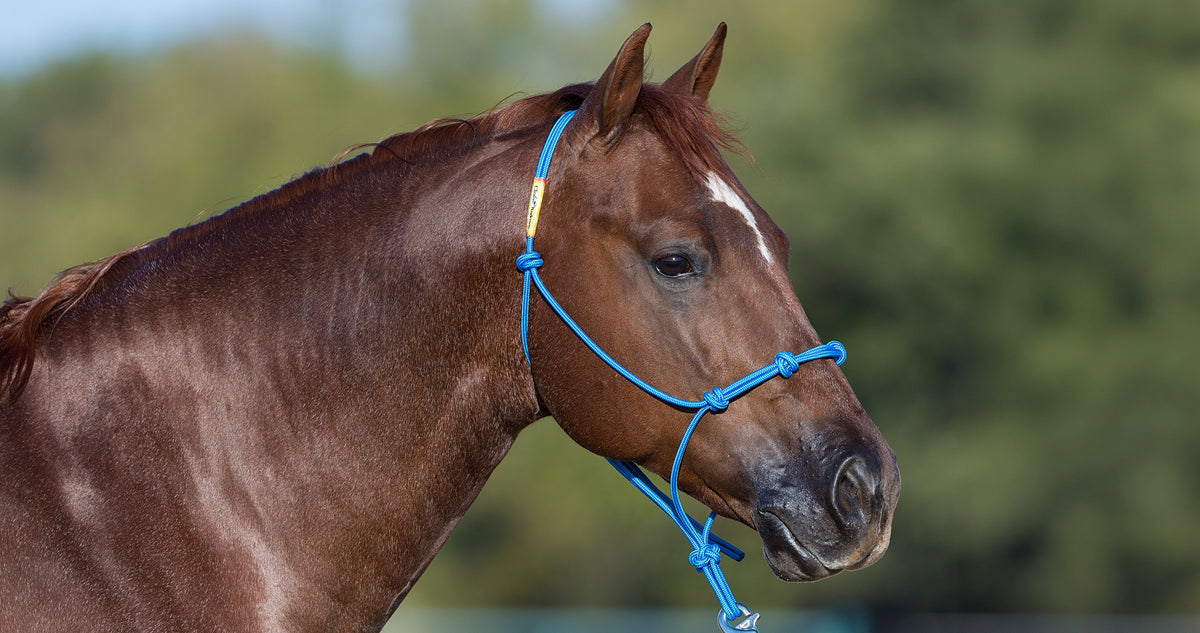 Horse Halter product image 5