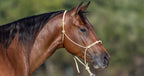 Horse Halter product image 6