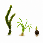 Live Aquarium Plants product image 1