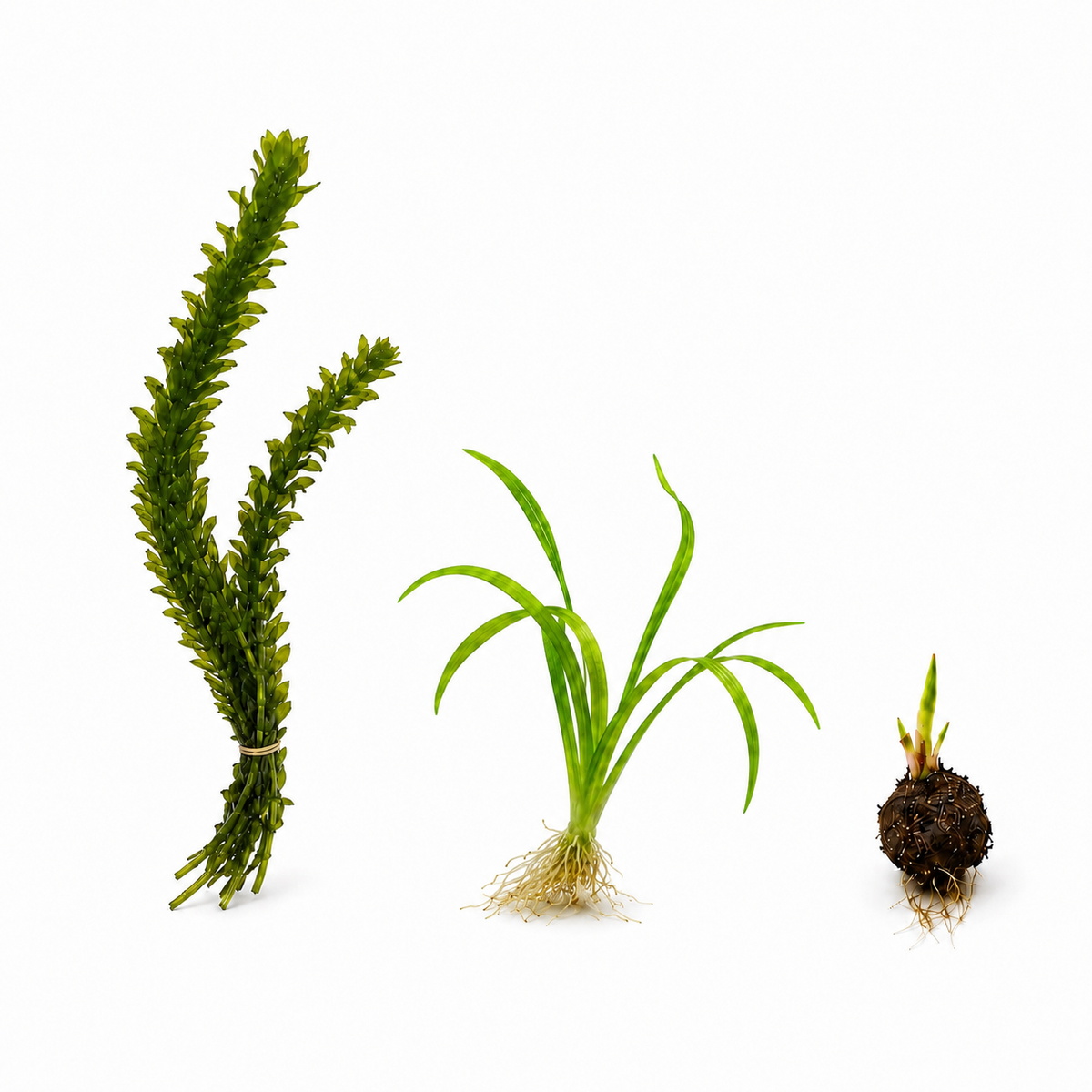 Live Aquarium Plants product image 1