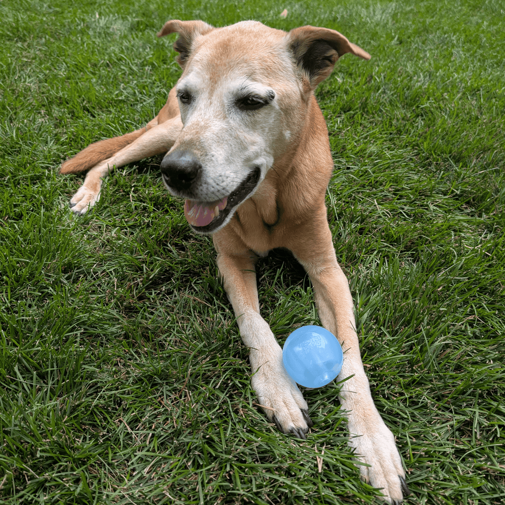 Dog Fetch Ball product image 6