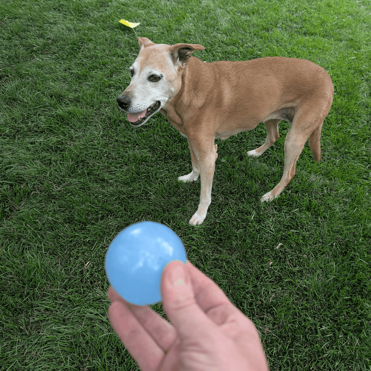 Dog Fetch Ball product image 7